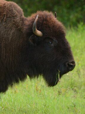 Oklahoma Buffalo 8x10 Photo print